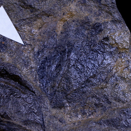 1.5" Viburnum Lakesii Fossil Leaf 66-56 Mil Yrs Old Paleocene Age Raton FM Colorado