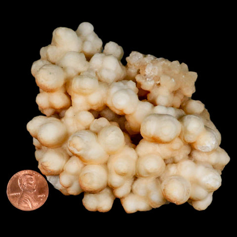 3.9" Botryoidal Aragonite Cave Calcite Crystal Cluster Mineral Specimen Morocco - Fossil Age Minerals