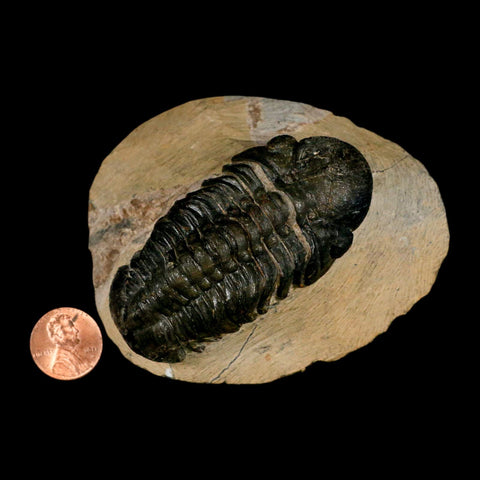 2.9" Reedops Cephalotes Trilobite Fossil Morocco Devonian Age 400 Mil Yrs Old COA - Fossil Age Minerals