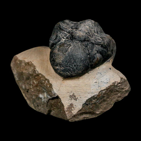 1.8" Reedops Cephalotes Trilobite Fossil Morocco Devonian Age 400 Mil Yrs Old COA - Fossil Age Minerals