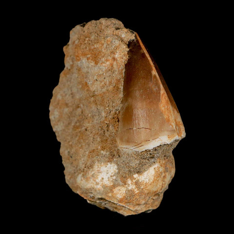 1.5" Mosasaur Prognathodon Fossil Tooth In Matrix Cretaceous Dinosaur Era COA - Fossil Age Minerals