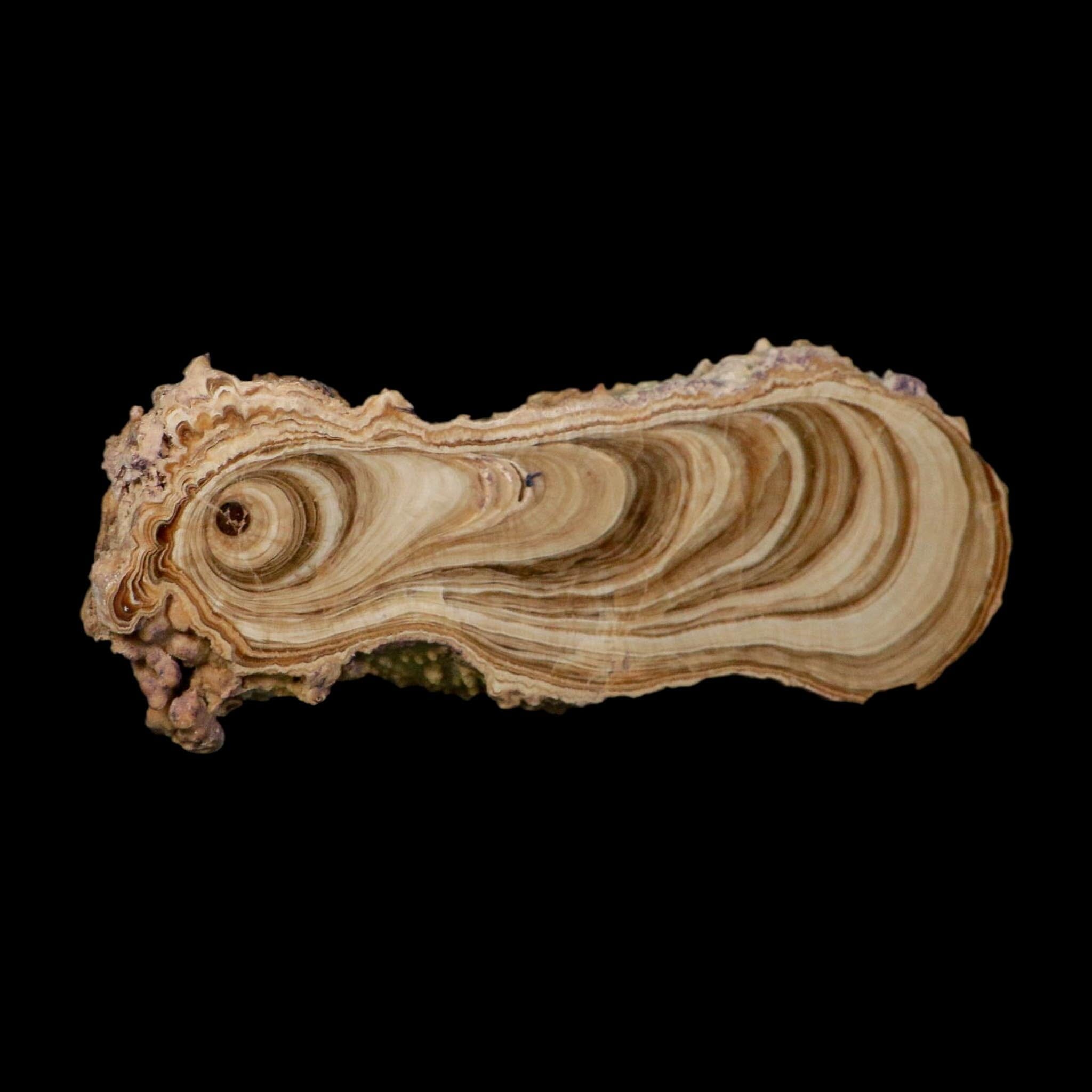 6.1" Aragonite Stalactite Slice Cave Calcite Crystal Mineral Specimen Morocco - Fossil Age Minerals