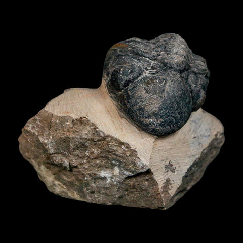 1.8" Reedops Cephalotes Trilobite Fossil Morocco Devonian Age 400 Mil Yrs Old COA - Fossil Age Minerals