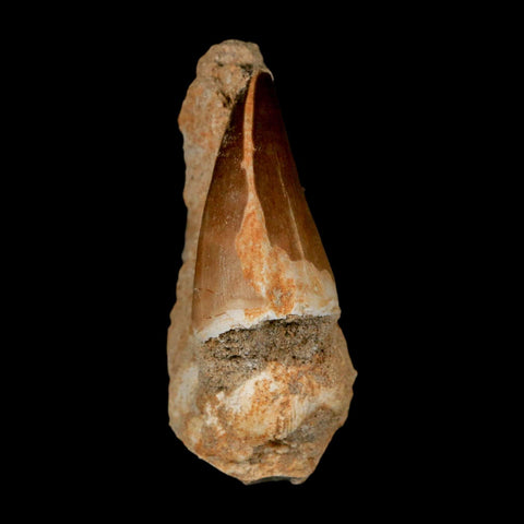 1.5" Mosasaur Prognathodon Fossil Tooth In Matrix Cretaceous Dinosaur Era COA - Fossil Age Minerals