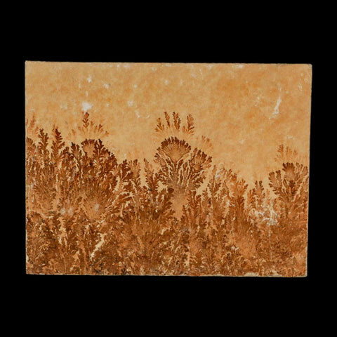 3.1" Pyrolusite Dendritic Limestone Solnhofen Upper Jurassic Age West Germany