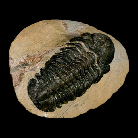 2.9" Reedops Cephalotes Trilobite Fossil Morocco Devonian Age 400 Mil Yrs Old COA - Fossil Age Minerals