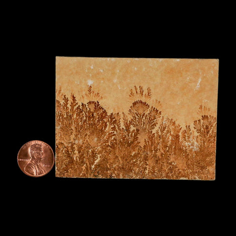 3.1" Pyrolusite Dendritic Limestone Solnhofen Upper Jurassic Age West Germany