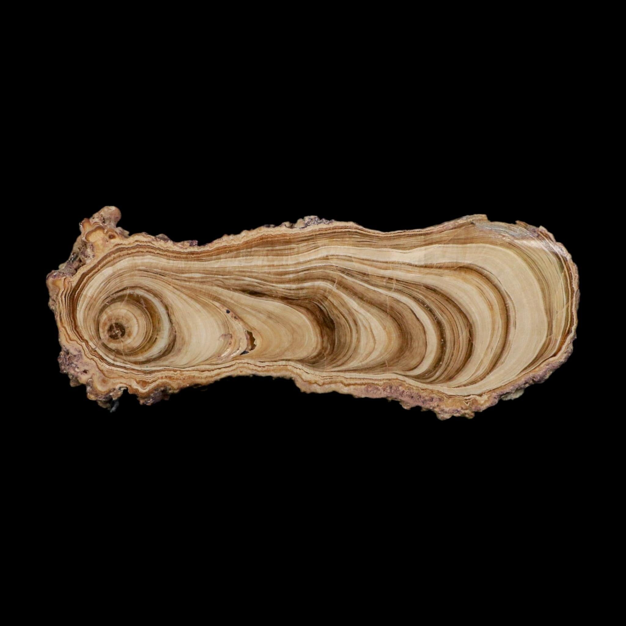 6.1" Aragonite Stalactite Slice Cave Calcite Crystal Mineral Specimen Morocco - Fossil Age Minerals