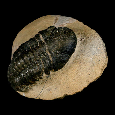 2.9" Reedops Cephalotes Trilobite Fossil Morocco Devonian Age 400 Mil Yrs Old COA - Fossil Age Minerals