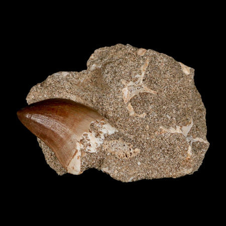 1.3" Mosasaur Prognathodon Fossil Tooth In Matrix Cretaceous Dinosaur Era COA