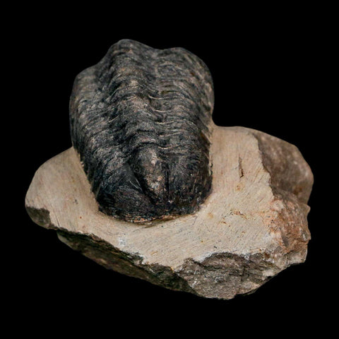 1.8" Reedops Cephalotes Trilobite Fossil Morocco Devonian Age 400 Mil Yrs Old COA - Fossil Age Minerals