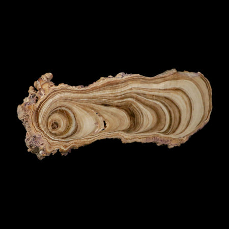 6.1" Aragonite Stalactite Slice Cave Calcite Crystal Mineral Specimen Morocco