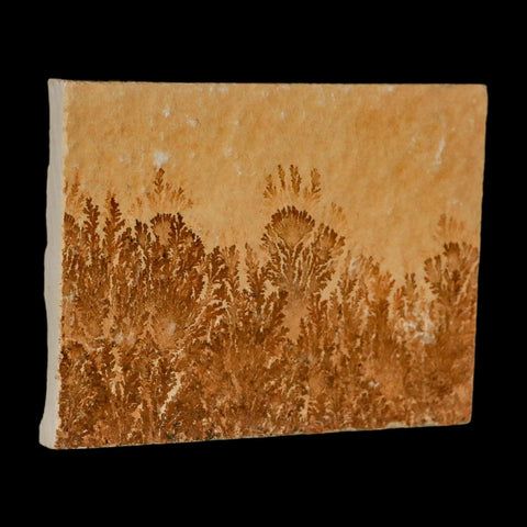3.1" Pyrolusite Dendritic Limestone Solnhofen Upper Jurassic Age West Germany