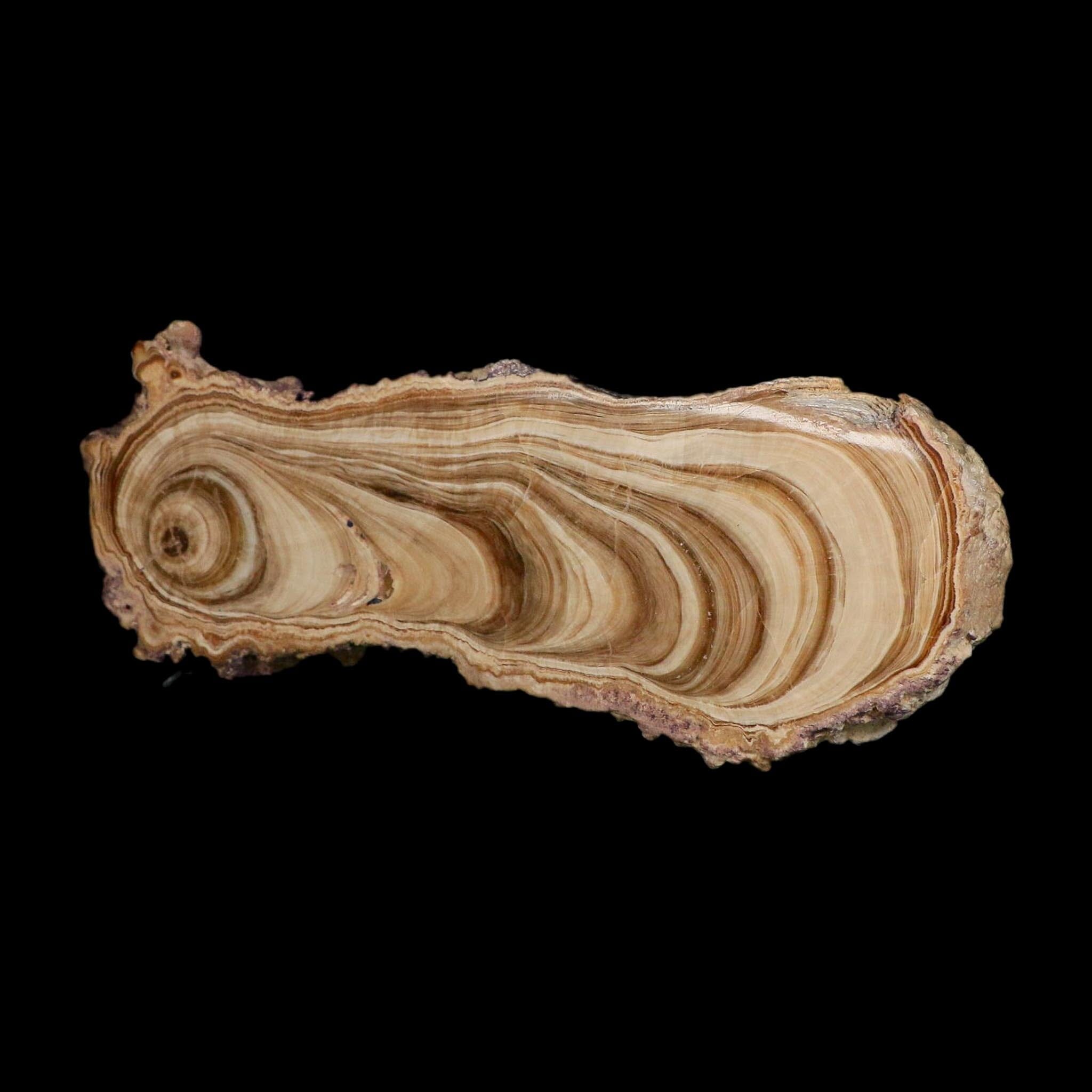 6.1" Aragonite Stalactite Slice Cave Calcite Crystal Mineral Specimen Morocco - Fossil Age Minerals