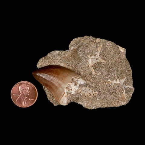 1.3" Mosasaur Prognathodon Fossil Tooth In Matrix Cretaceous Dinosaur Era COA - Fossil Age Minerals