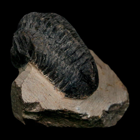 1.8" Reedops Cephalotes Trilobite Fossil Morocco Devonian Age 400 Mil Yrs Old COA - Fossil Age Minerals