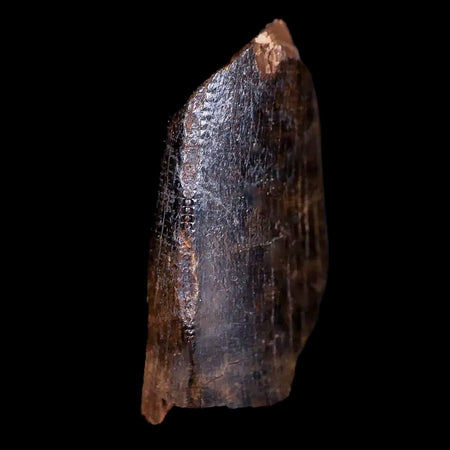 0.7" Tyrannosaurus Rex Fossil Serrated Tooth Section Dinosaur Lance Creek WY COA