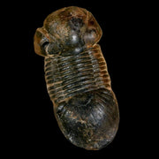 2.5" Paralejurus SP Trilobite Fossil Morocco Devonian Age 400 Mil Yrs Old COA