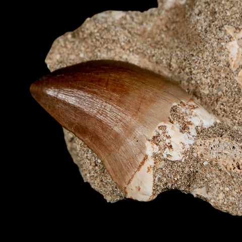 1.3" Mosasaur Prognathodon Fossil Tooth In Matrix Cretaceous Dinosaur Era COA - Fossil Age Minerals