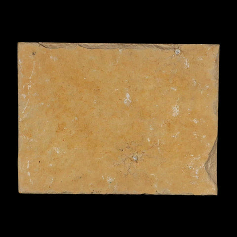 3.1" Pyrolusite Dendritic Limestone Solnhofen Upper Jurassic Age West Germany