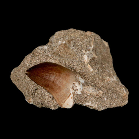 1.3" Mosasaur Prognathodon Fossil Tooth In Matrix Cretaceous Dinosaur Era COA - Fossil Age Minerals