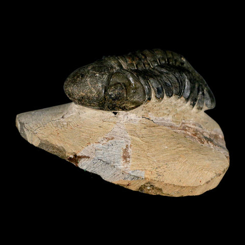 2.9" Reedops Cephalotes Trilobite Fossil Morocco Devonian Age 400 Mil Yrs Old COA - Fossil Age Minerals