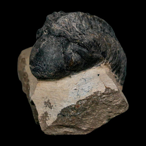 1.8" Reedops Cephalotes Trilobite Fossil Morocco Devonian Age 400 Mil Yrs Old COA - Fossil Age Minerals