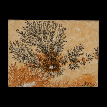 3.1" Pyrolusite Dendritic Limestone Solnhofen Upper Jurassic Age West Germany