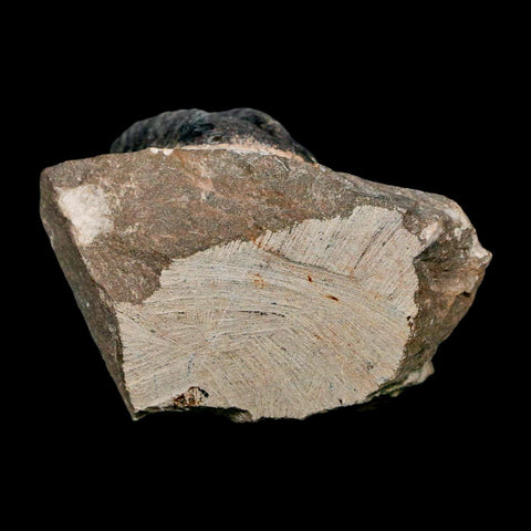 1.8" Reedops Cephalotes Trilobite Fossil Morocco Devonian Age 400 Mil Yrs Old COA - Fossil Age Minerals