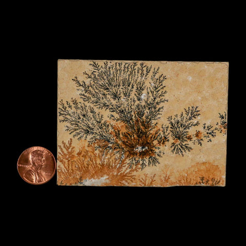 3.1" Pyrolusite Dendritic Limestone Solnhofen Upper Jurassic Age West Germany