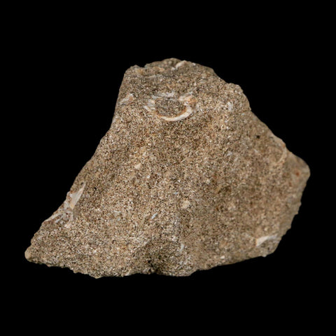 1.3" Mosasaur Prognathodon Fossil Tooth In Matrix Cretaceous Dinosaur Era COA - Fossil Age Minerals