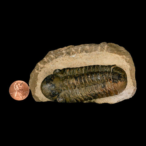 3" Reedops Cephalotes Trilobite Fossil Morocco Devonian Age 400 Mil Yrs Old COA - Fossil Age Minerals