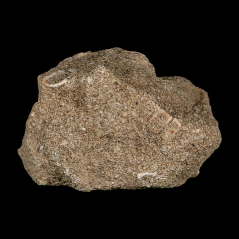 1.3" Mosasaur Prognathodon Fossil Tooth In Matrix Cretaceous Dinosaur Era COA - Fossil Age Minerals