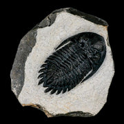 2.3" Metacanthina Issoumourensis Trilobite Fossil Devonian Age 400 Mil Yrs Old COA