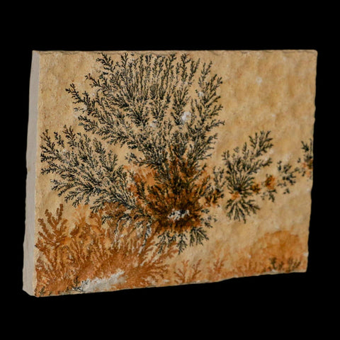 3.1" Pyrolusite Dendritic Limestone Solnhofen Upper Jurassic Age West Germany