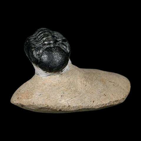 1.2" Reedops Cephalotes Trilobite Fossil Morocco Devonian Age 400 Mil Yrs Old COA - Fossil Age Minerals