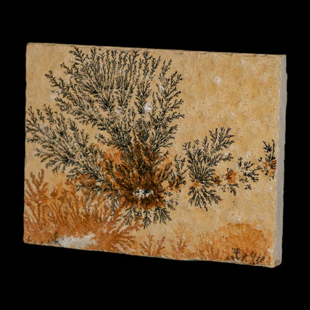 3.1" Pyrolusite Dendritic Limestone Solnhofen Upper Jurassic Age West Germany