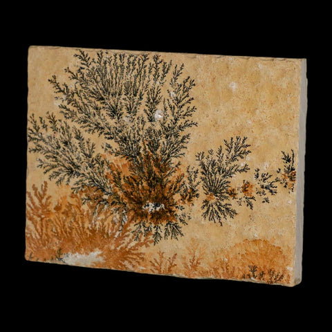 3.1" Pyrolusite Dendritic Limestone Solnhofen Upper Jurassic Age West Germany