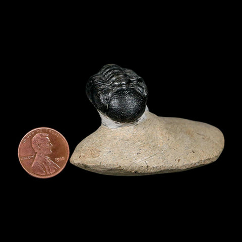 1.2" Reedops Cephalotes Trilobite Fossil Morocco Devonian Age 400 Mil Yrs Old COA - Fossil Age Minerals