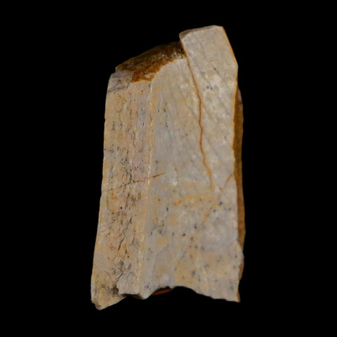 0.9" Tyrannosaurus Rex Fossil Bone Dinosaur Lance Creek Formation Wyoming COA