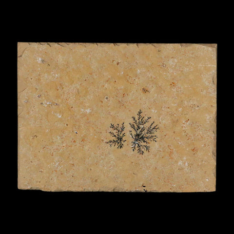 3.1" Pyrolusite Dendritic Limestone Solnhofen Upper Jurassic Age West Germany