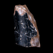 0.7" Tyrannosaurus Rex Fossil Tooth Section Dinosaur Lance Creek FM WY COA