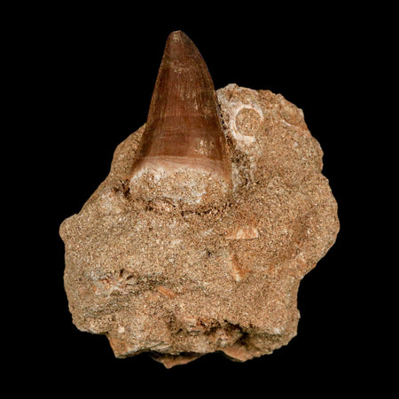 1.5" Mosasaur Prognathodon Fossil Tooth In Matrix Cretaceous Dinosaur Era COA