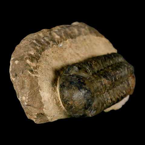 3" Reedops Cephalotes Trilobite Fossil Morocco Devonian Age 400 Mil Yrs Old COA - Fossil Age Minerals