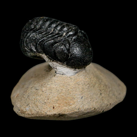 1.2" Reedops Cephalotes Trilobite Fossil Morocco Devonian Age 400 Mil Yrs Old COA - Fossil Age Minerals