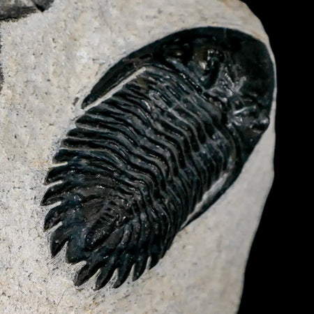 2.3" Metacanthina Issoumourensis Trilobite Fossil Devonian Age 400 Mil Yrs Old COA