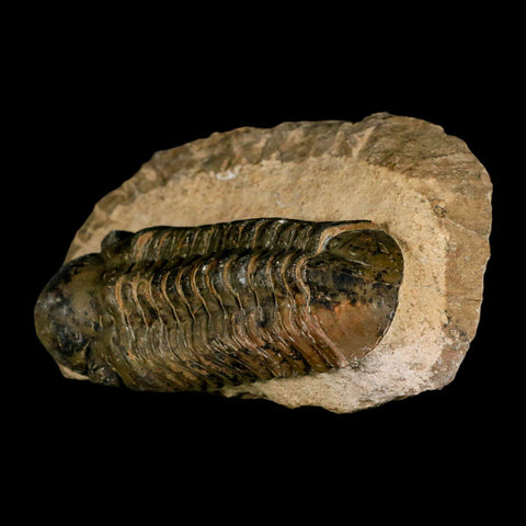 3" Reedops Cephalotes Trilobite Fossil Morocco Devonian Age 400 Mil Yrs Old COA - Fossil Age Minerals