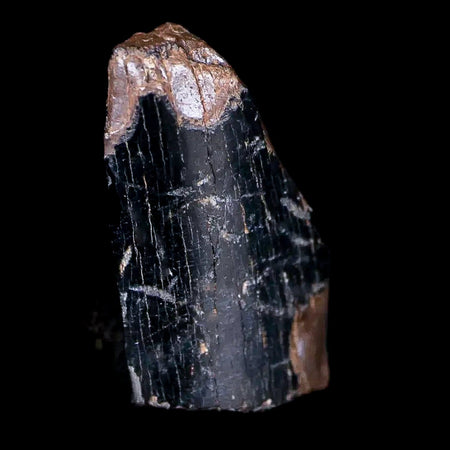 0.7" Tyrannosaurus Rex Fossil Tooth Section Dinosaur Lance Creek FM WY COA