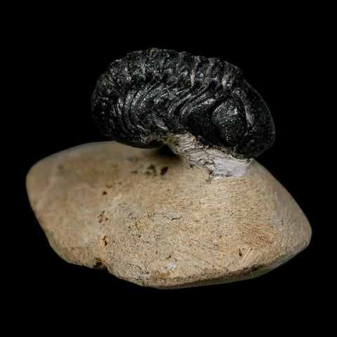 1.2" Reedops Cephalotes Trilobite Fossil Morocco Devonian Age 400 Mil Yrs Old COA - Fossil Age Minerals