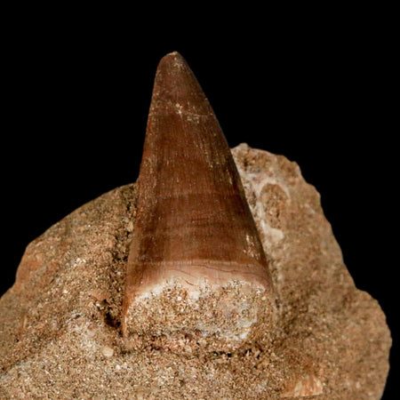 1.5" Mosasaur Prognathodon Fossil Tooth In Matrix Cretaceous Dinosaur Era COA